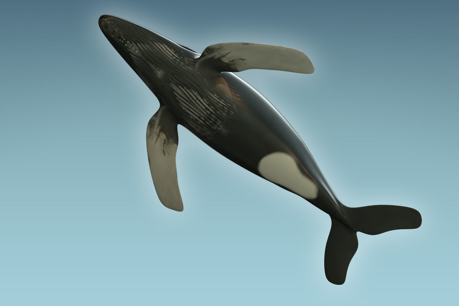 Whale Humback 3D model_5