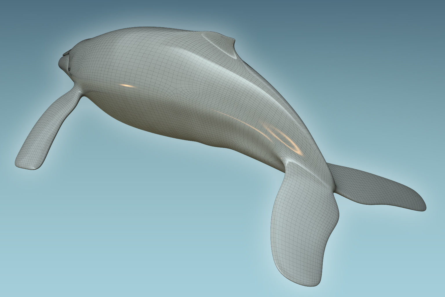 Whale Humback 3D model_7