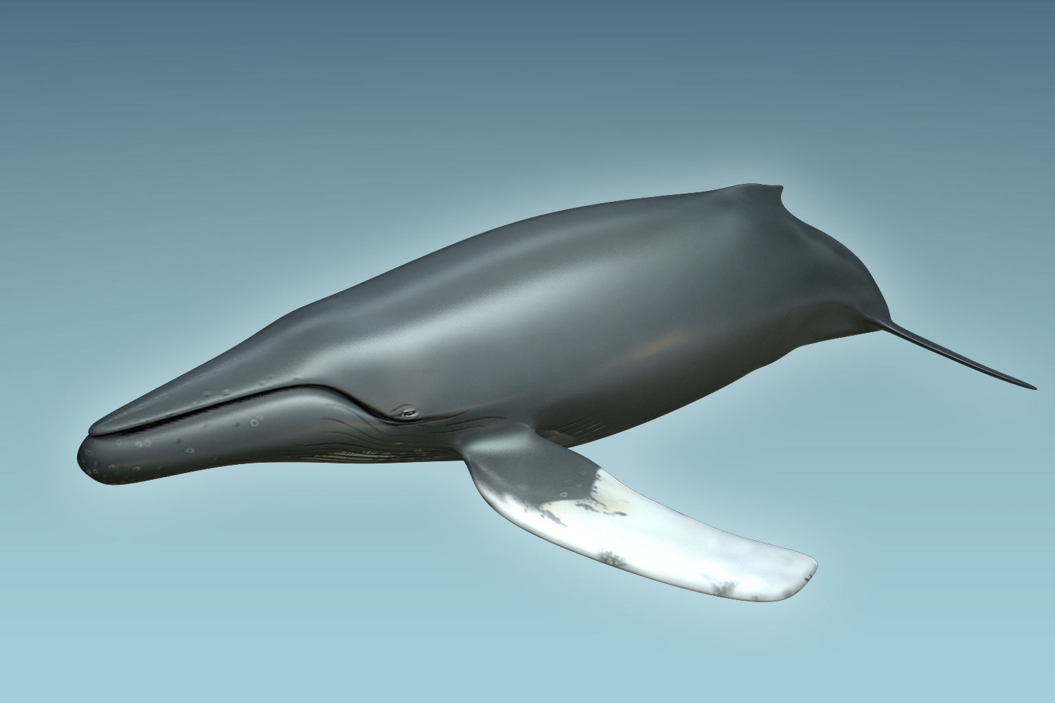 Whale Humback 3D model_3
