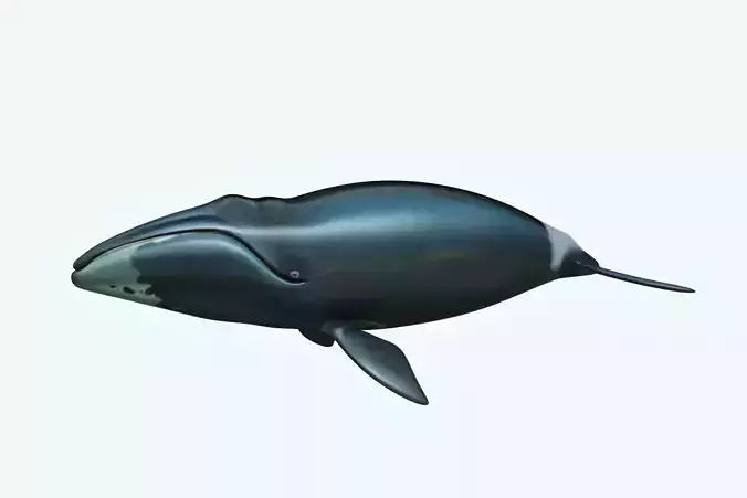 Whale Bowhead