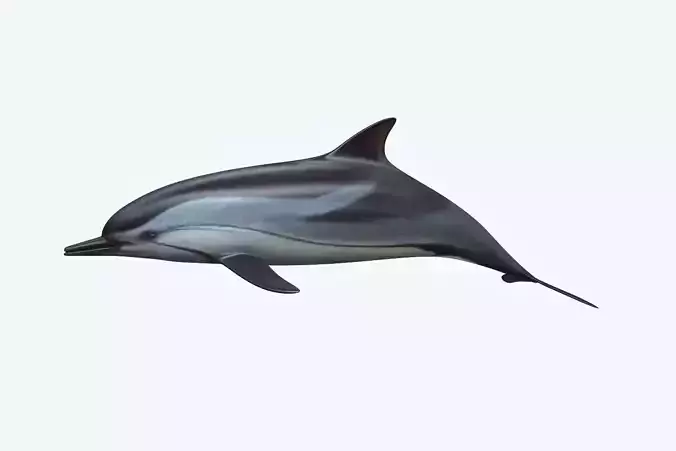 Dolphin