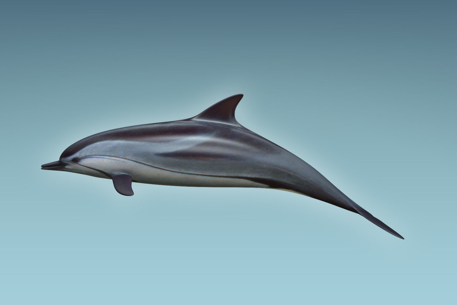 Dolphin 3D model_1