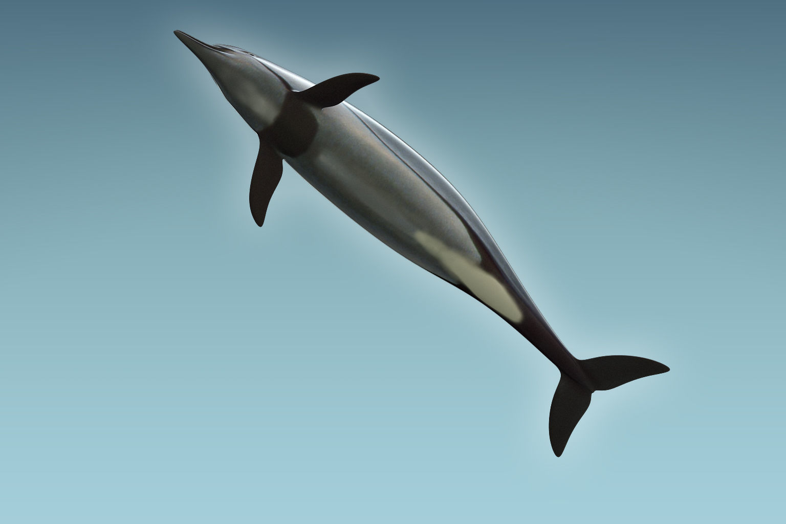Dolphin 3D model_6