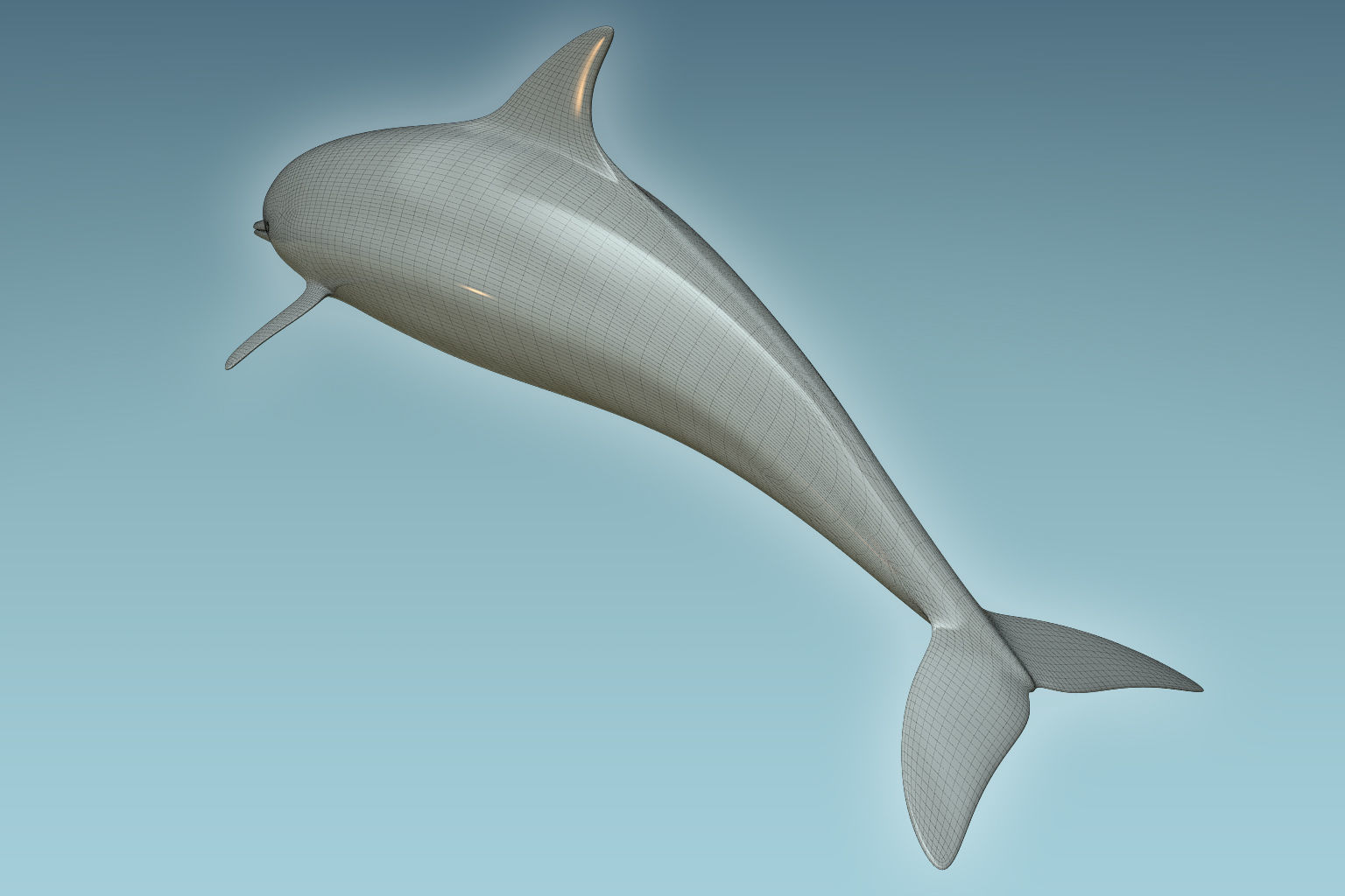 Dolphin 3D model_8