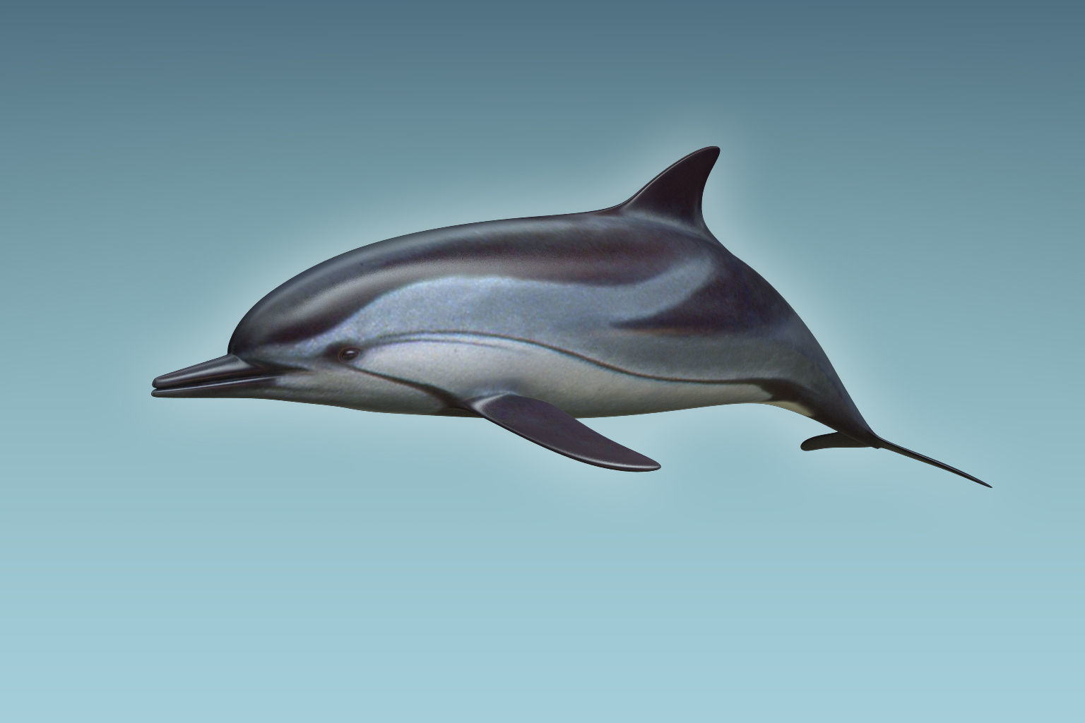 Dolphin 3D model_2