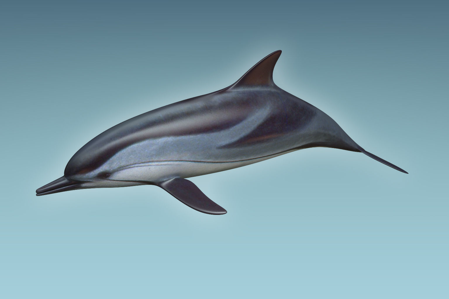 Dolphin 3D model_4