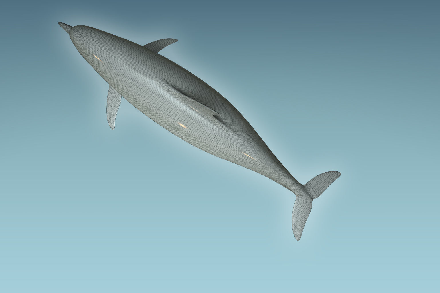 Dolphin 3D model_7