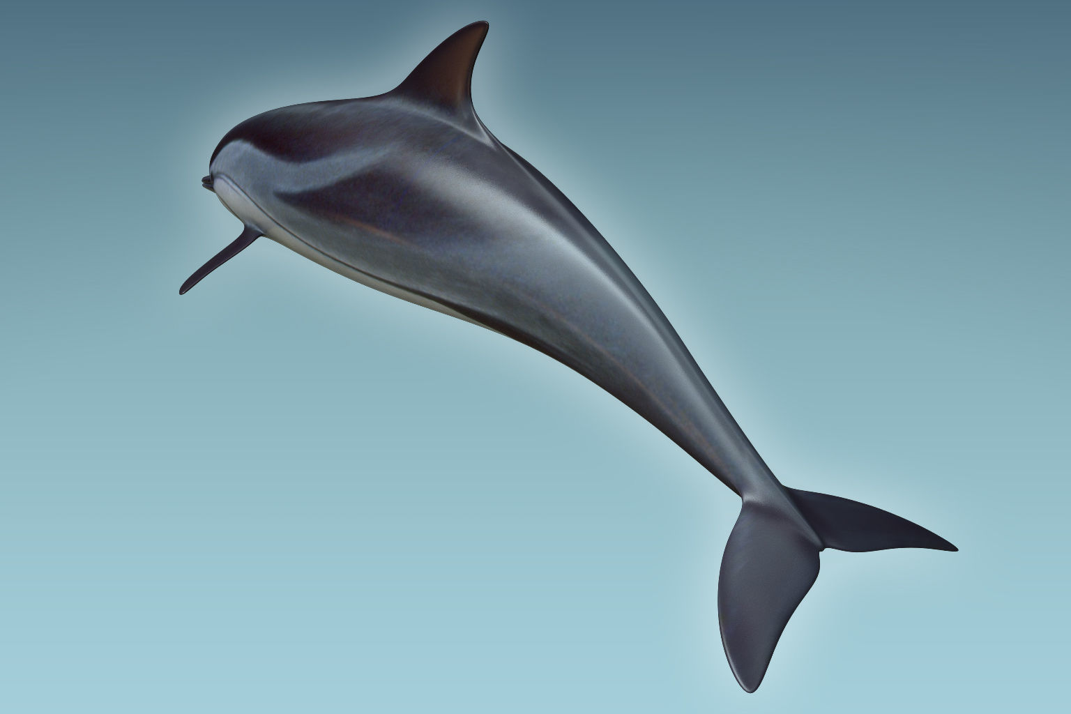 Dolphin 3D model_5