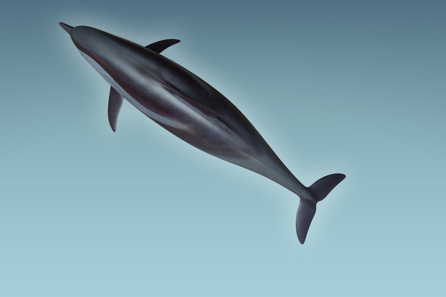 Dolphin 3D model_3