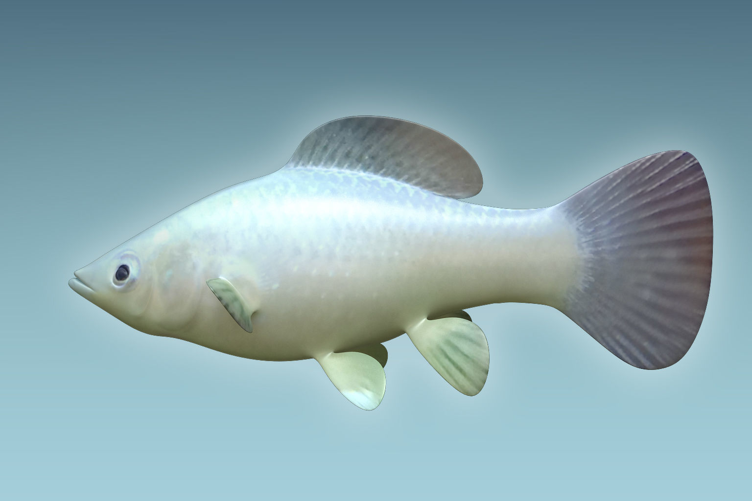 Molly fish 3D model_4