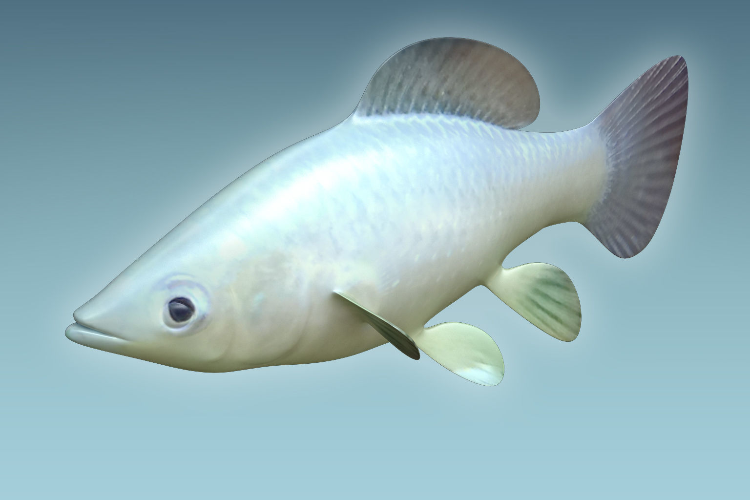Molly fish 3D model_3