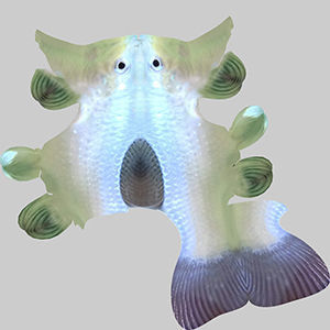 Molly fish 3D model_9