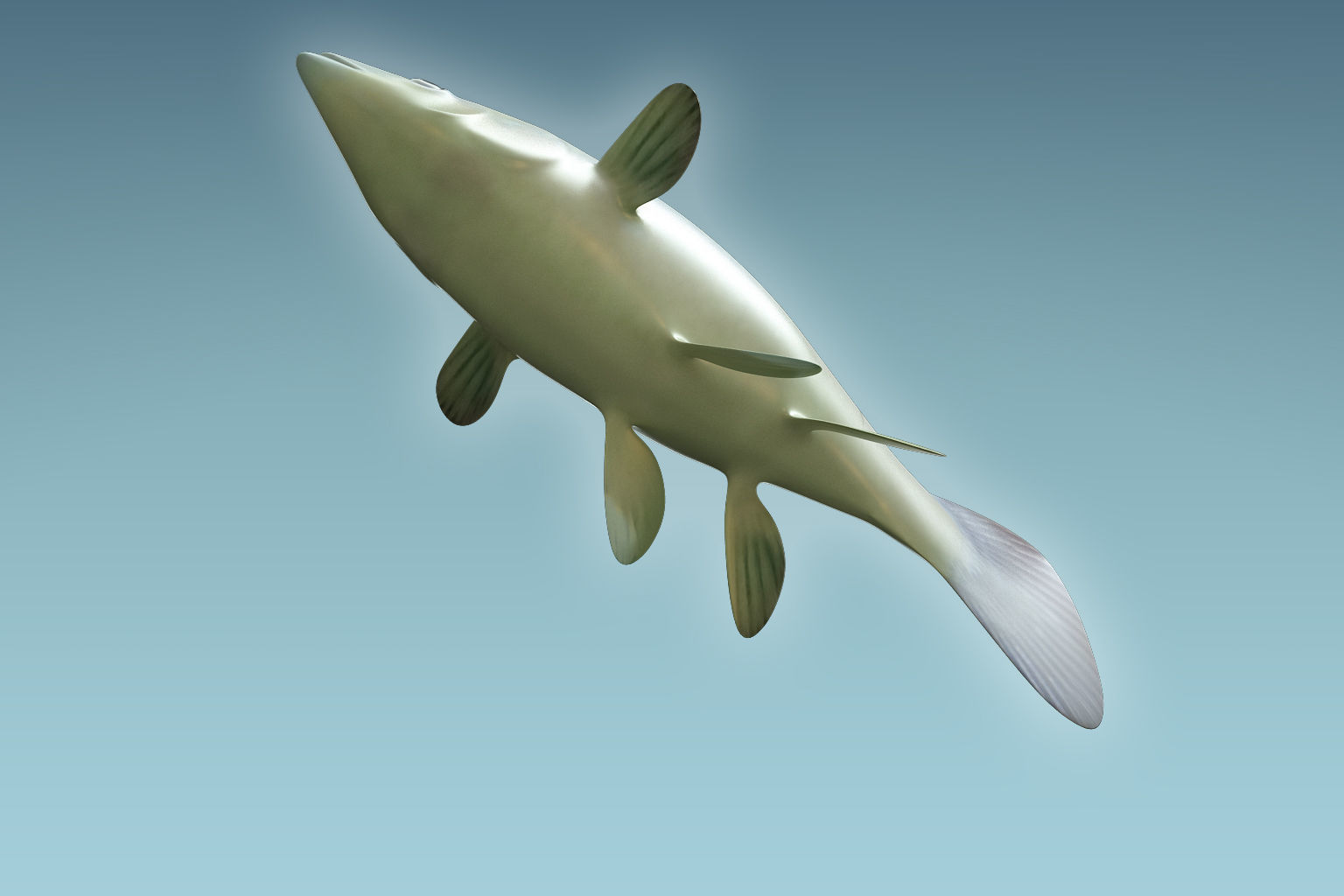 Molly fish 3D model_2