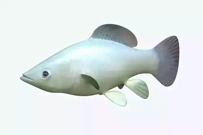 Molly fish