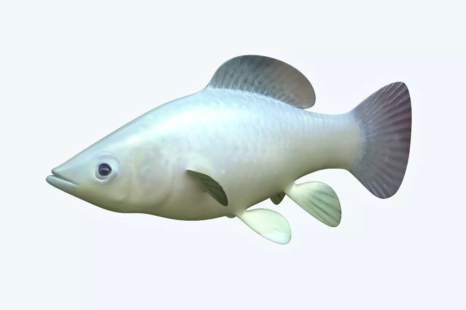 Molly fish 3D model_0