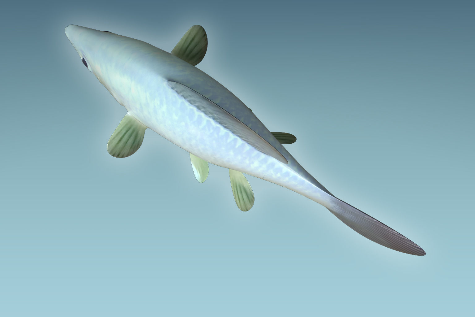 Molly fish 3D model_5