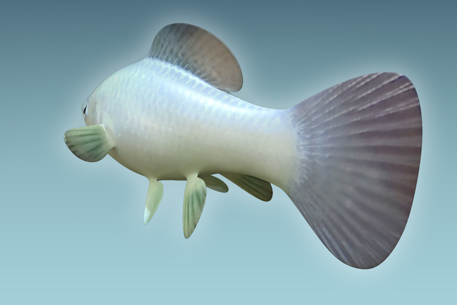 Molly fish 3D model_1