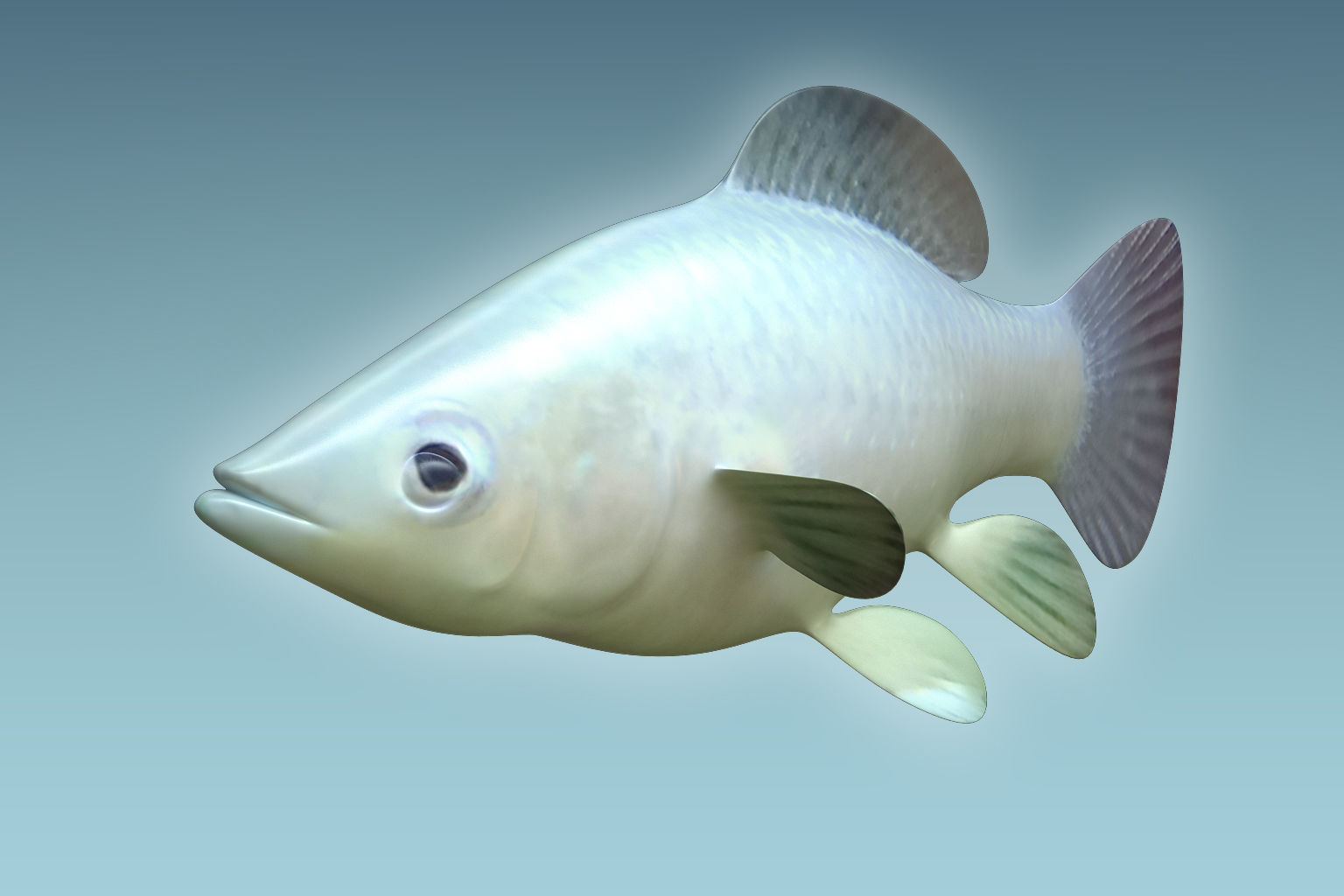 Molly fish 3D model_6