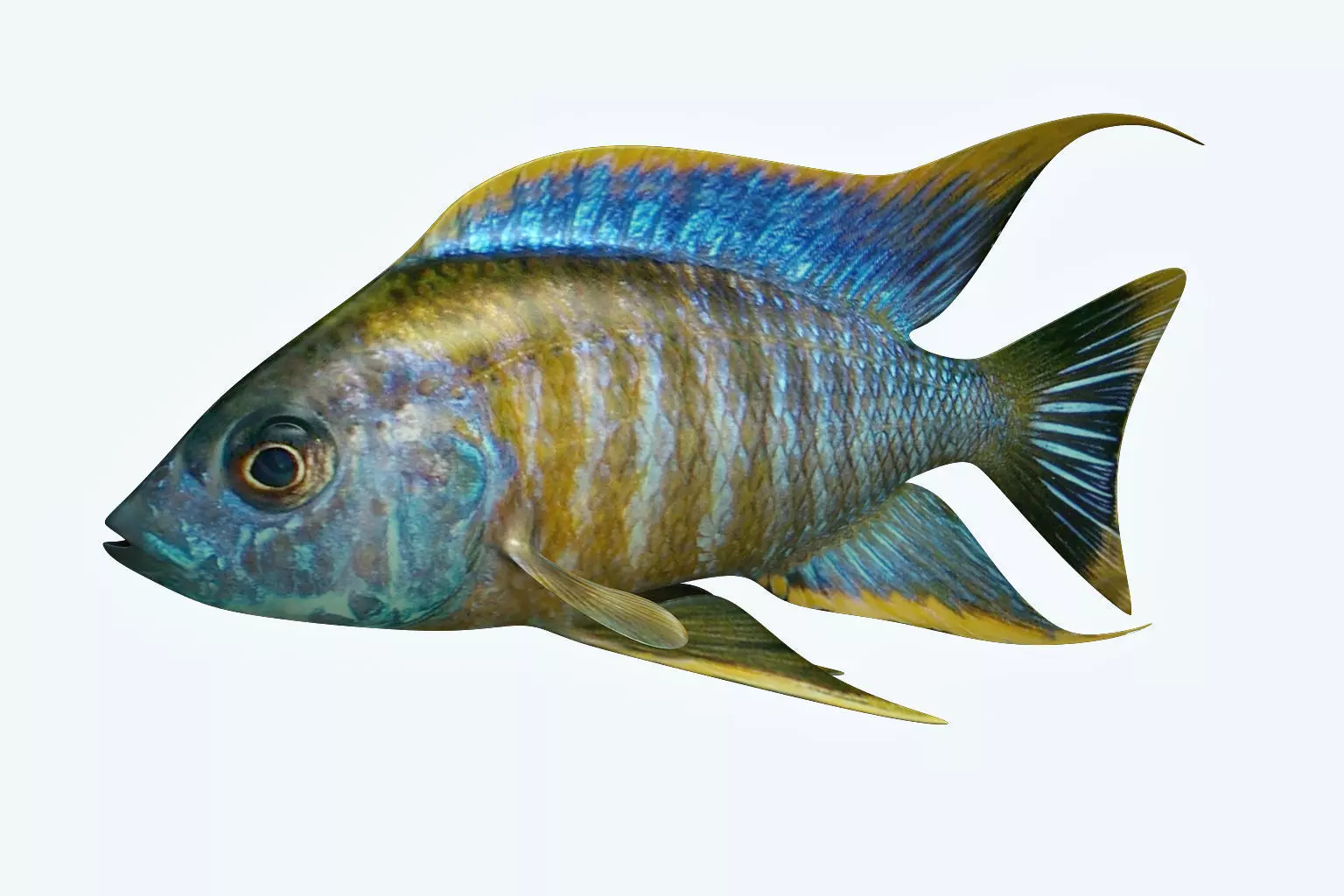 Chicild Fish 3D model_0