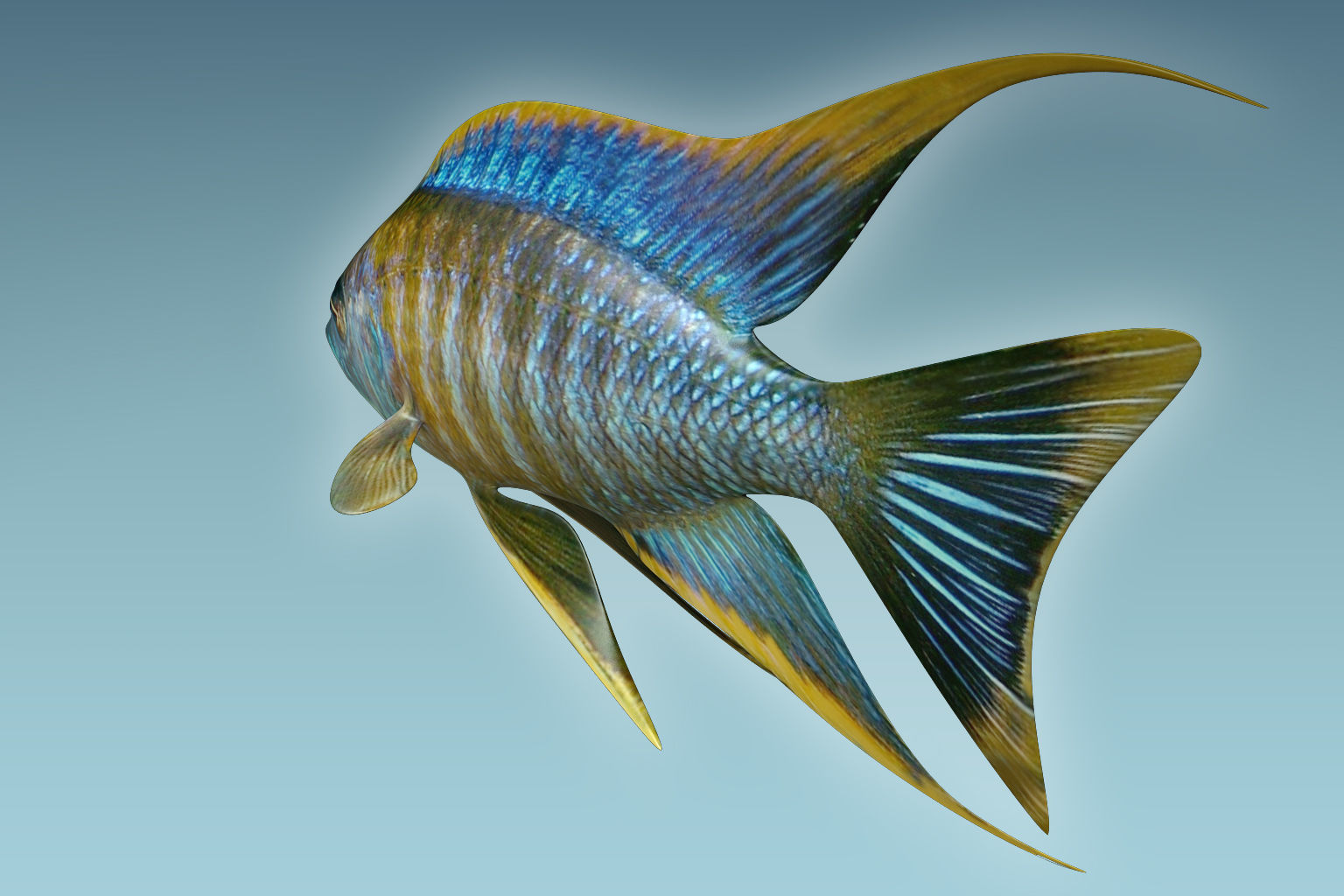 Chicild Fish 3D model_6