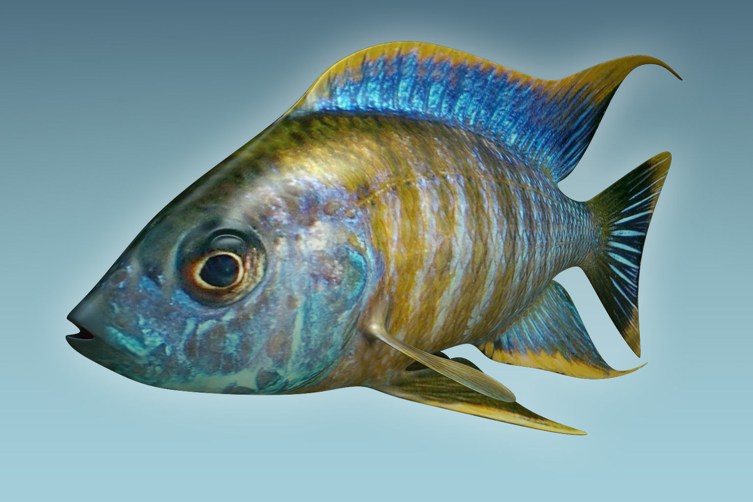Chicild Fish 3D model_1