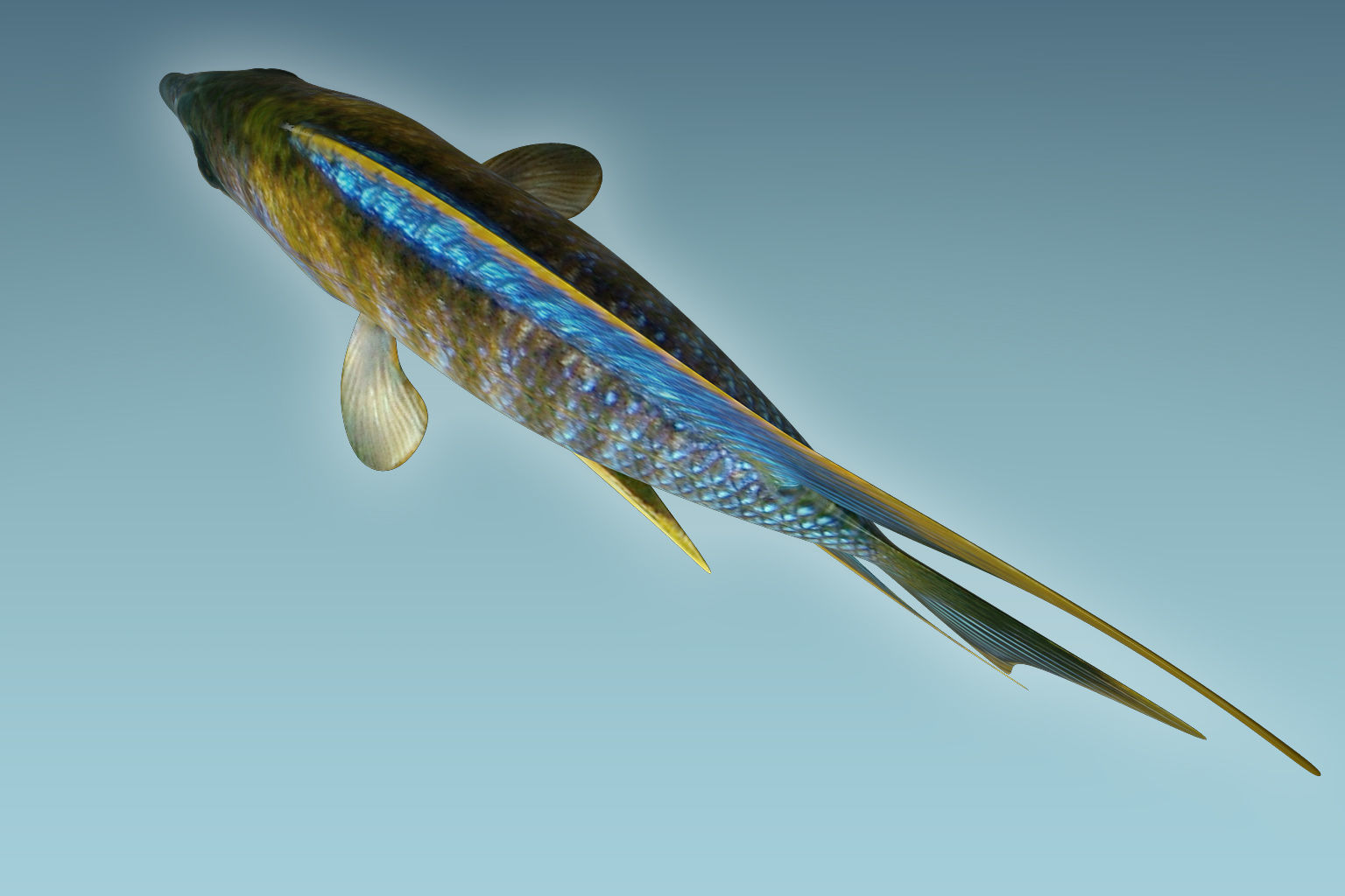 Chicild Fish 3D model_3