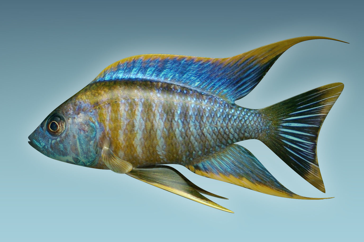 Chicild Fish 3D model_5