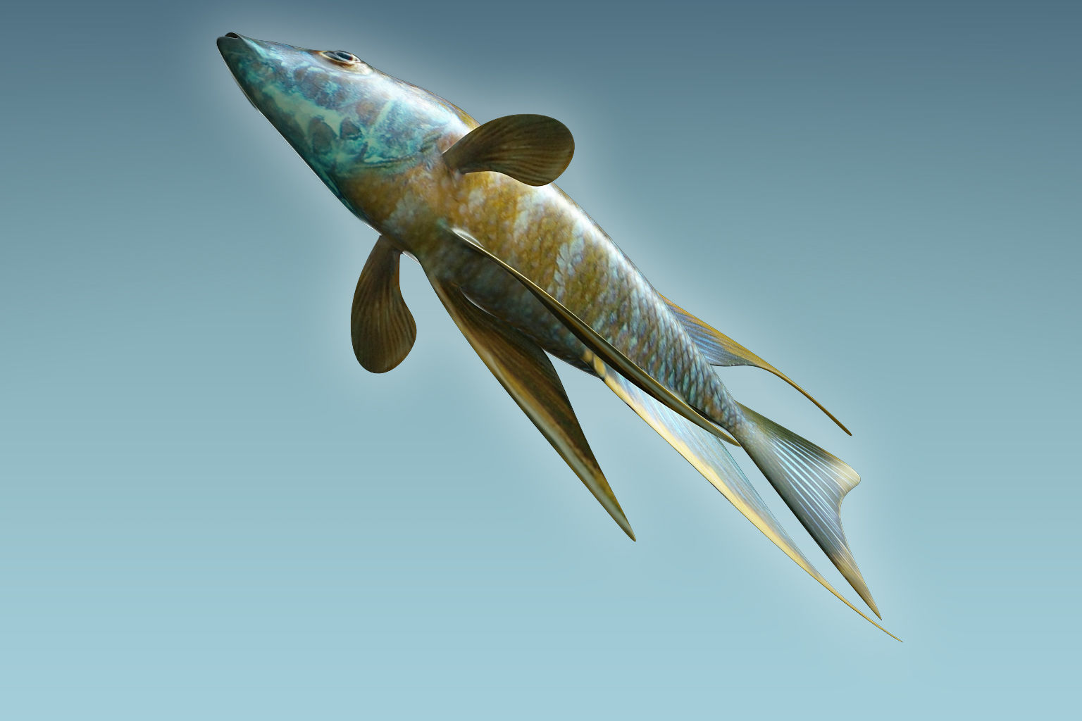 Chicild Fish 3D model_4