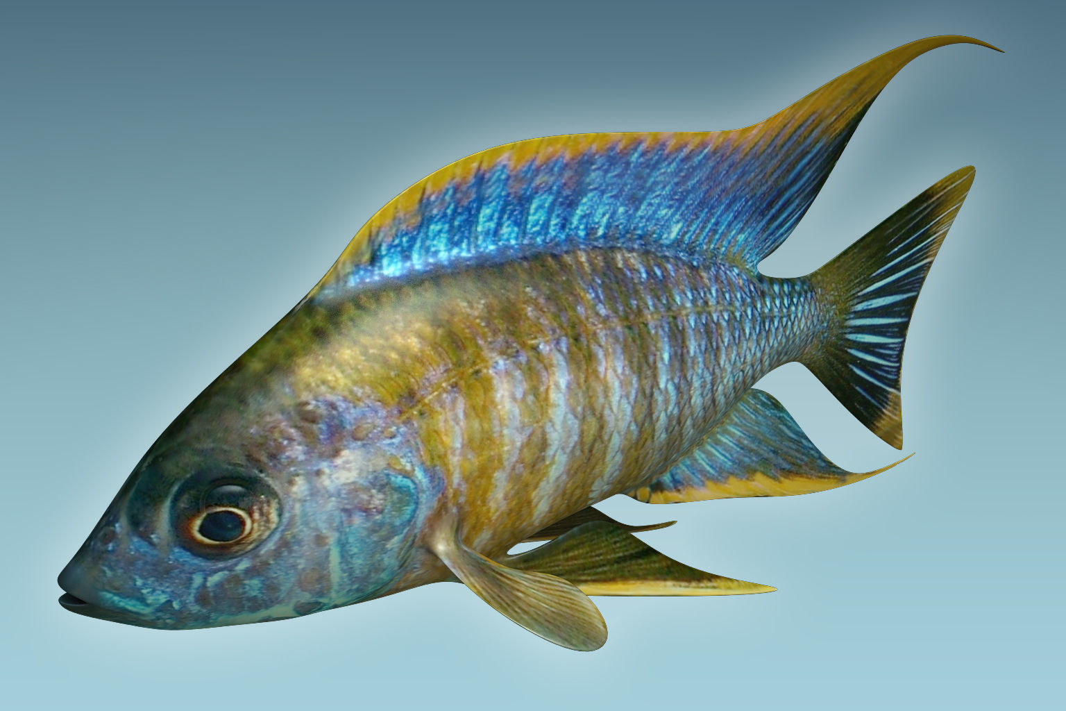 Chicild Fish 3D model_2