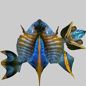 Chicild Fish 3D model_9