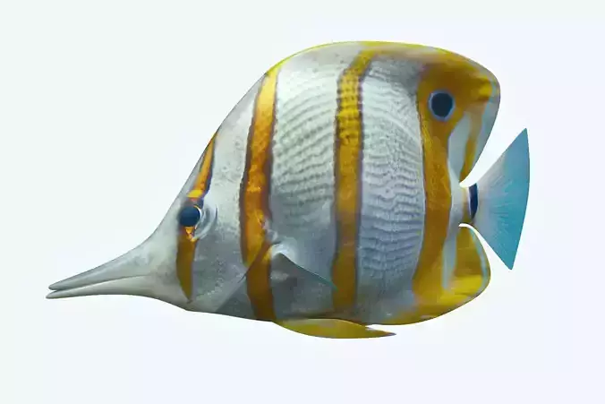 Butterfly Fish