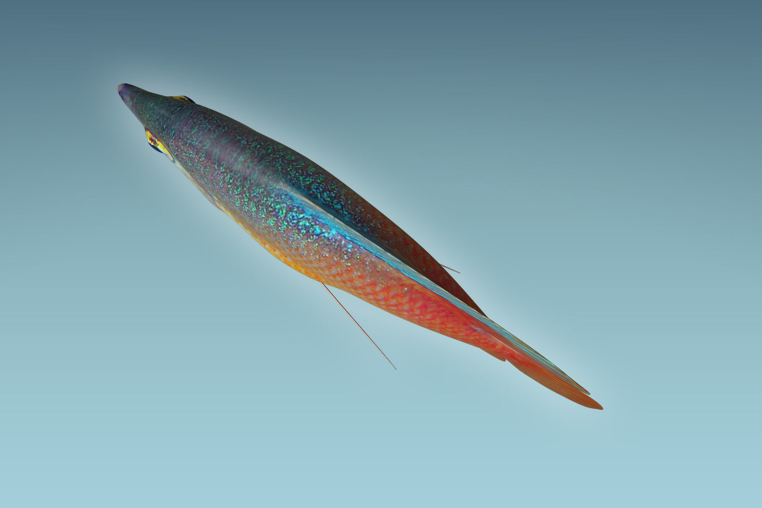 Gurame Fish 3D model_5