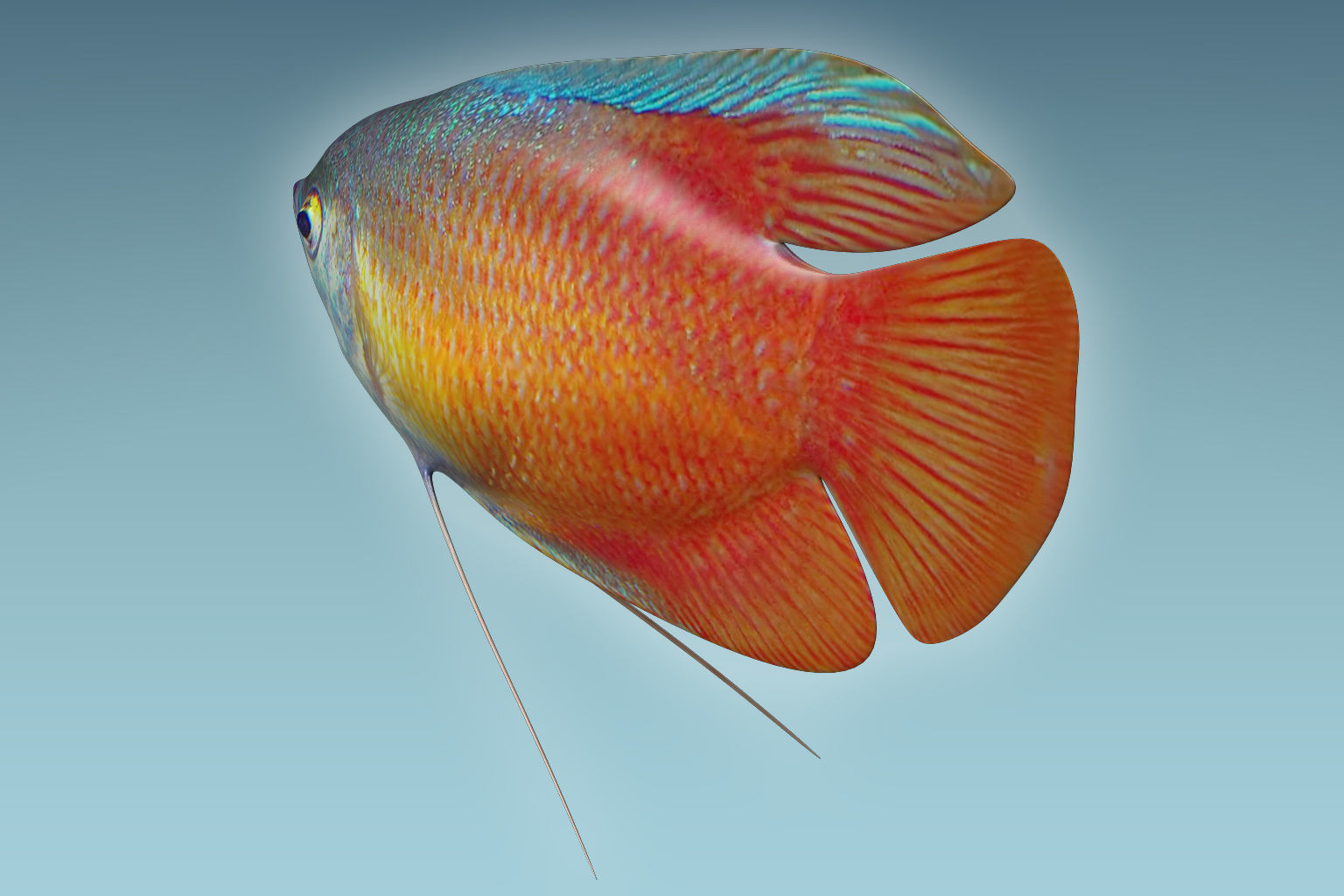 Gurame Fish 3D model_3
