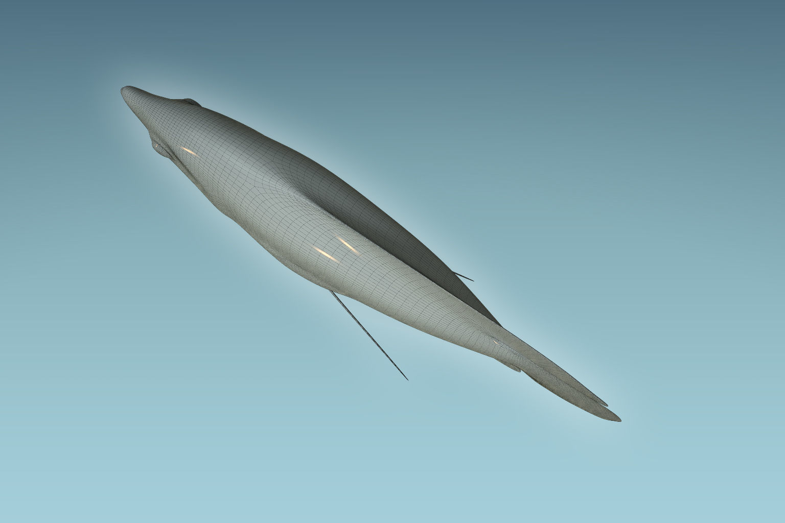 Gurame Fish 3D model_8