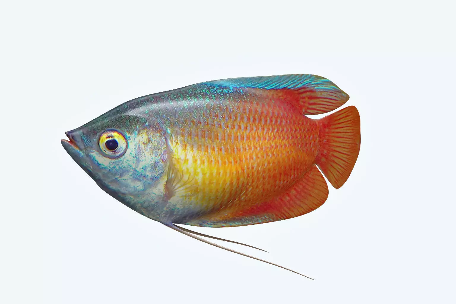 Gurame Fish 3D model_0