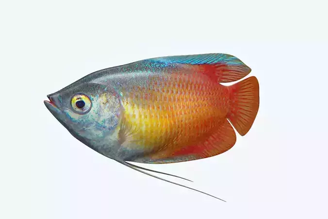 Gurame Fish