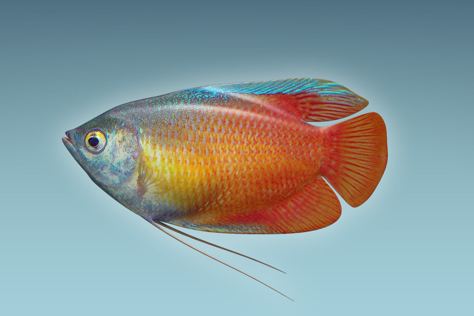Gurame Fish 3D model_2