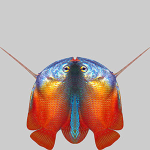 Gurame Fish 3D model_9