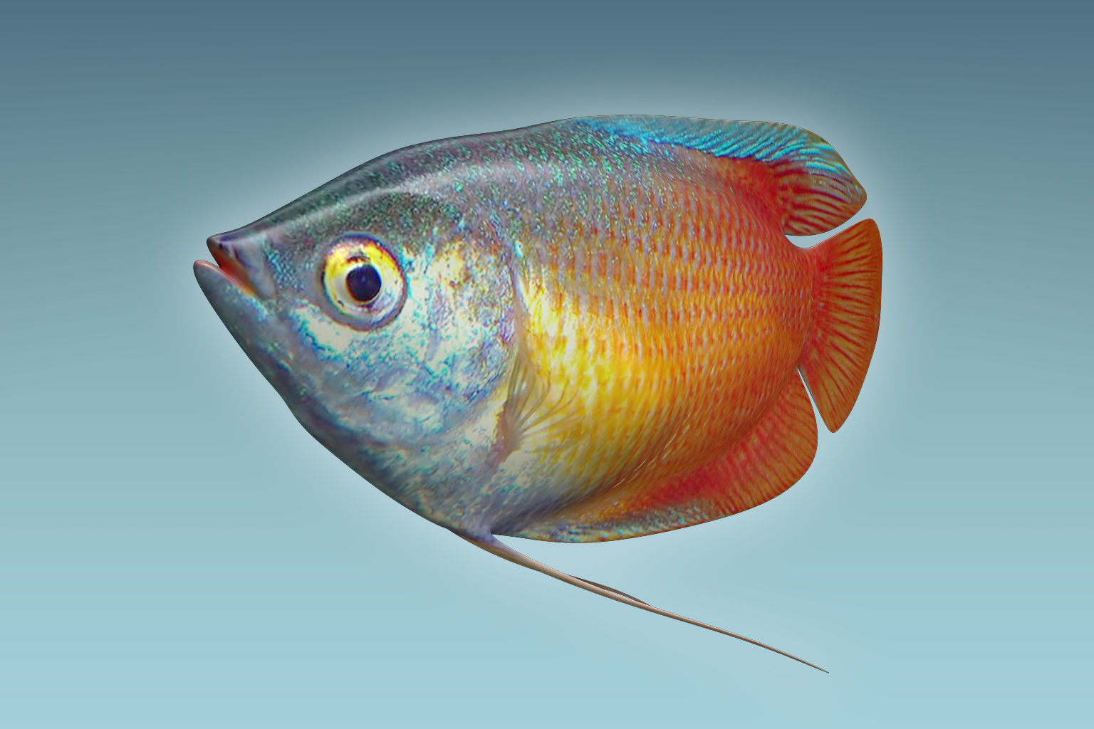 Gurame Fish 3D model_4