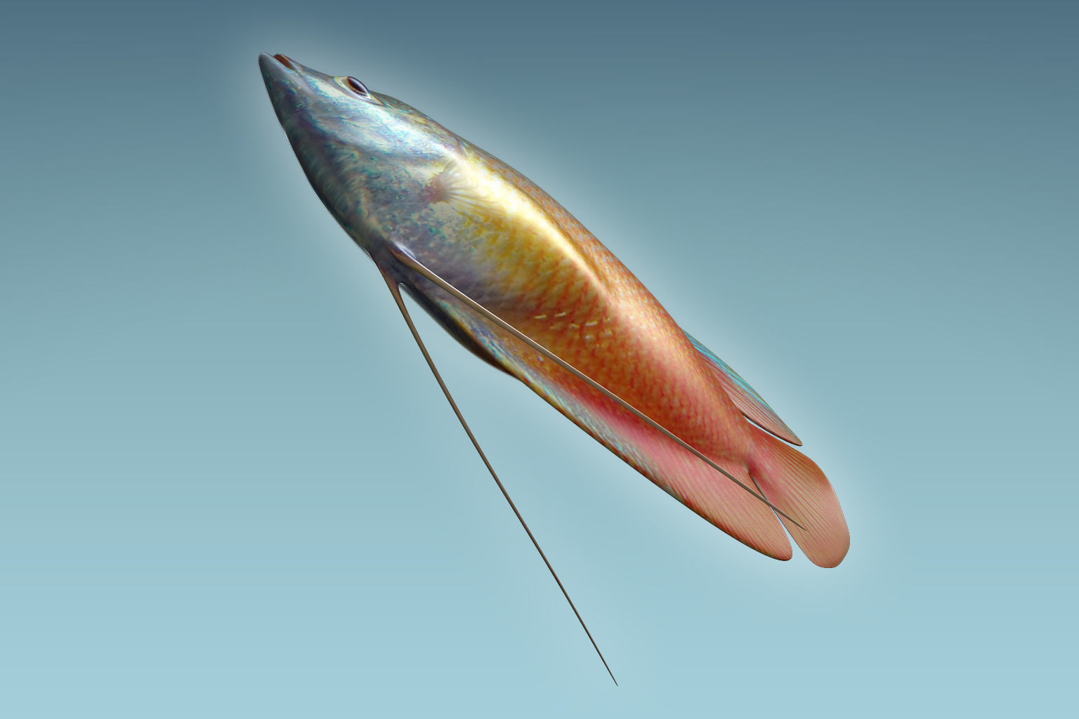 Gurame Fish 3D model_6
