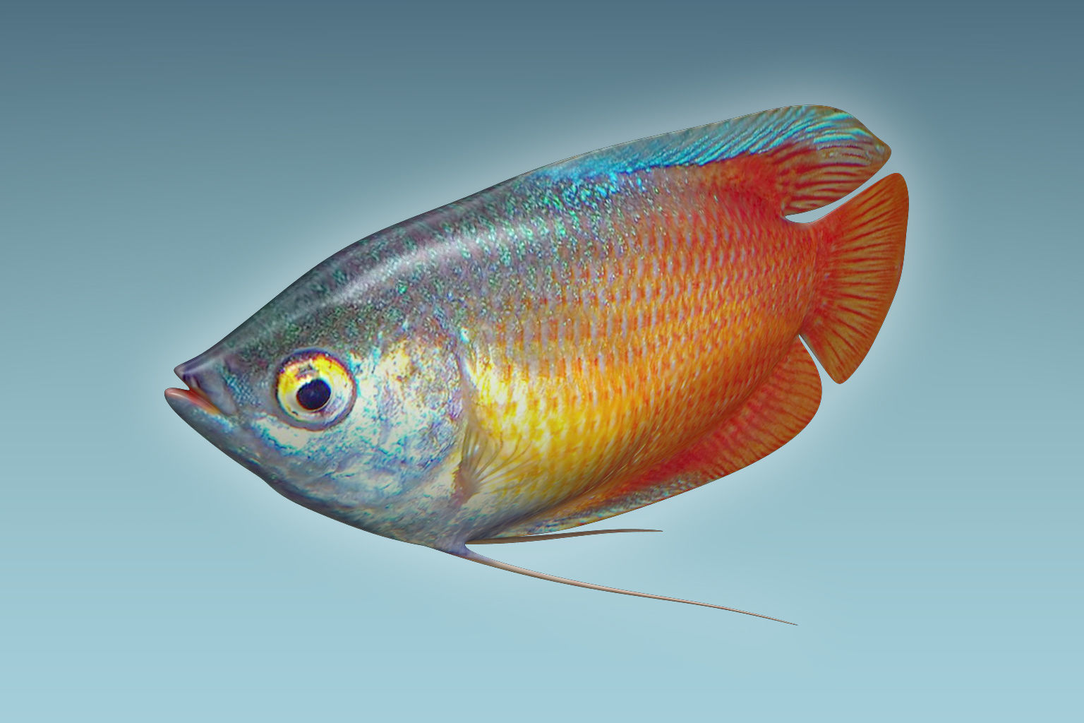 Gurame Fish 3D model_1