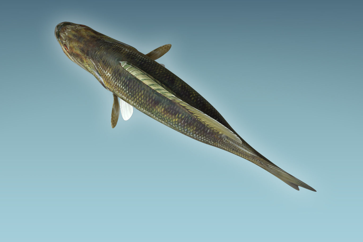 Mangrove Jack Fish 3D model_4