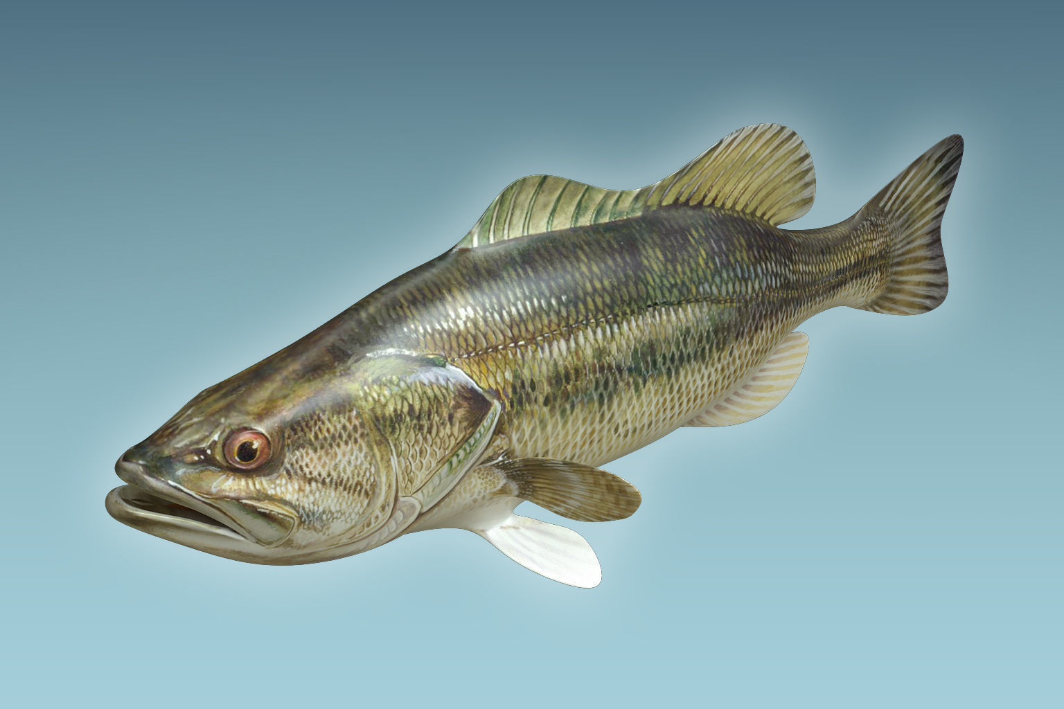 Mangrove Jack Fish 3D model_2