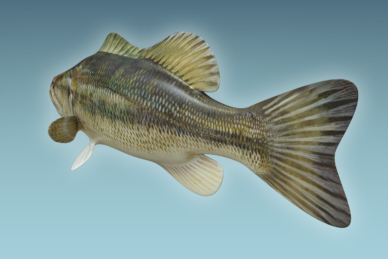 Mangrove Jack Fish 3D model_3