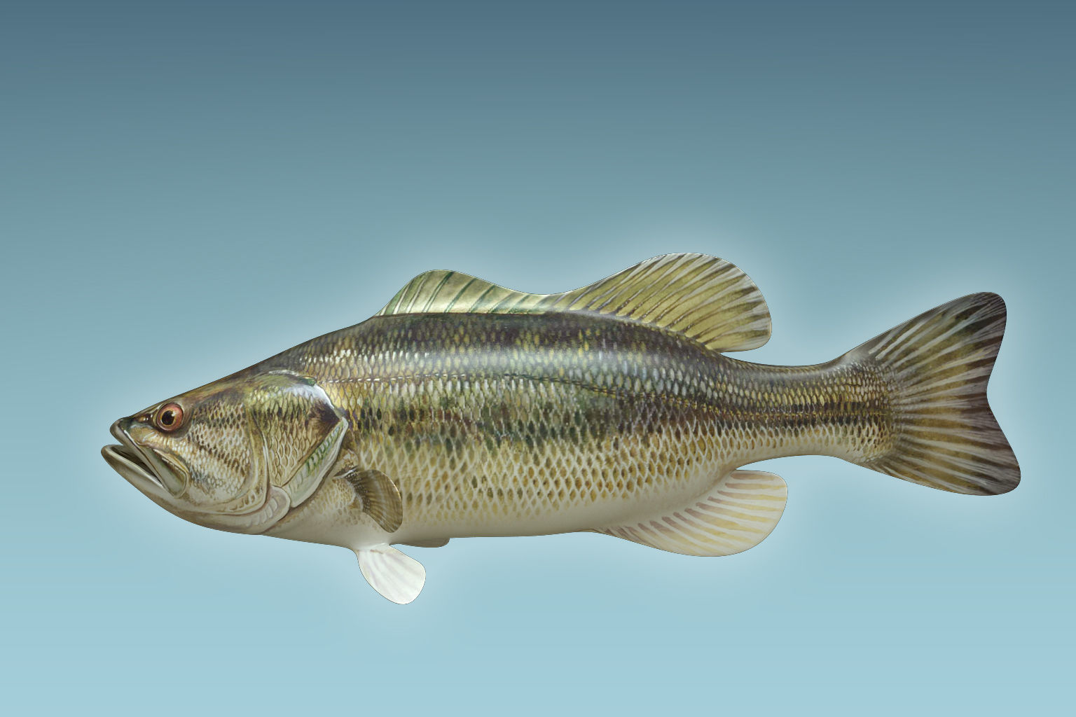 Mangrove Jack Fish 3D model_1