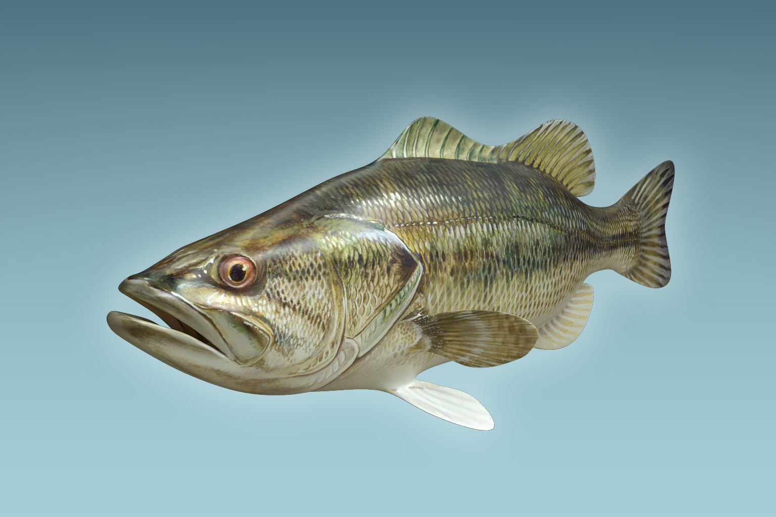Mangrove Jack Fish 3D model_5