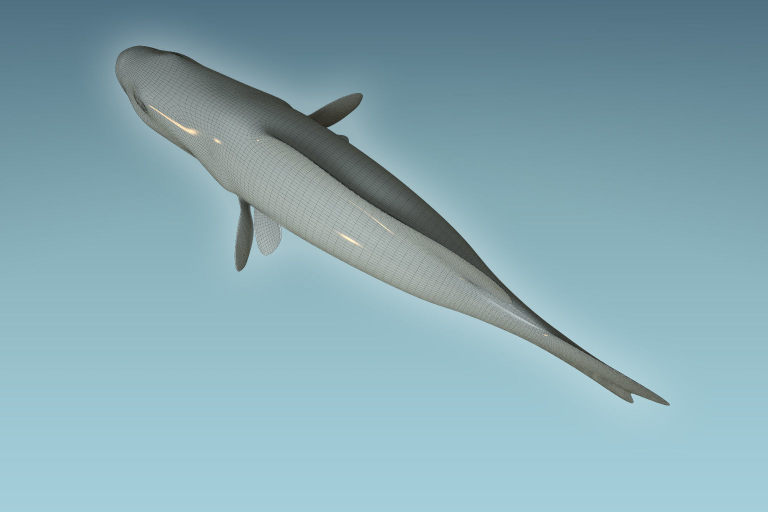 Mangrove Jack Fish 3D model_8