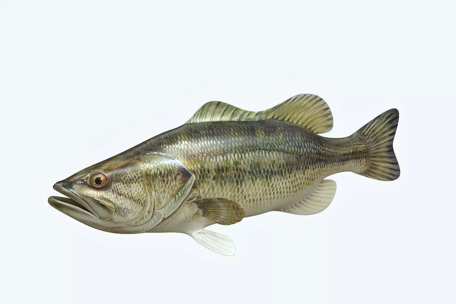 Mangrove Jack Fish 3D model_0