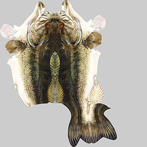 Mangrove Jack Fish 3D model_9