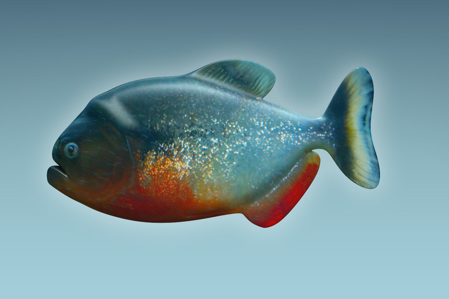 Piranha Fish 3D model_1